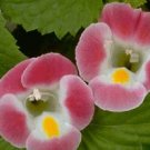 Torenia Rose 250 seeds