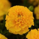 Marigold Hot Pak Gold 1,000 seeds