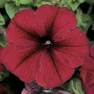 Petunia Titan Burgundy 1,000 seeds