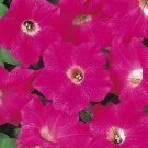 Petunia Supercascade Rose 1,000 seeds