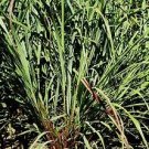 Cymbopogon flexuosus 250 seeds