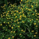 Spilanthes oleracea Lemon Drop 500 seeds