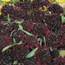 Scabiosa Ace of Spades 500 seeds