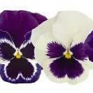 Pansy Inspire+ Blueberry Pie Mix 250 seeds