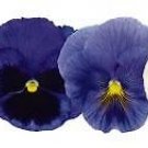 Pansy Inspire+ Summer Skies Mix 250 seeds