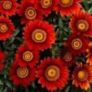 Gazania Big Kiss Red 100 seeds