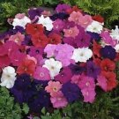 Petunia Mambo MixGP 500 seeds