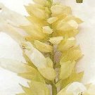 Salvia Sizzler White 250 seeds