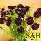 Scabiosa Black Knight 500 seeds