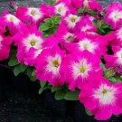 Petunia LimboGP Rose Morn 500 seeds