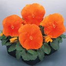 Pansy Inspire+ Orange 250 seeds