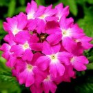 Verbena Obsession Coral with Eye 250 seeds