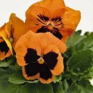 Pansy Inspire+ Orange Blotch 250 seeds