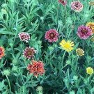 Gaillardia Sunny Meadow 1,000 seeds