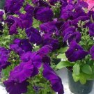 Petunia-Single MamboGP Blue 500 seeds