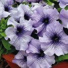 Petunia LimboGP Blue Vein 500 seeds