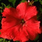 Petunia Supercascade Red 1,000 seeds