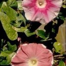 Morning Glory Rosita 100 seeds