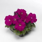 Petunia Damask Carmine 500 seeds