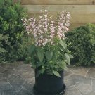 Salvia Summer Jewel Pink 250 seeds