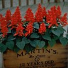 Salvia Vista Red 500 seeds
