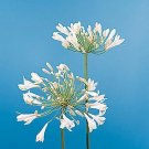 Agapanthus africanus White Giant 250 seeds