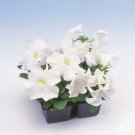 Petunia LimboGP White 500 seeds