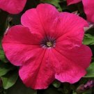 Petunia EZ Rider Rose 500 seeds