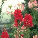 Snapdragon Rocket Rose Shades 1,000 seeds