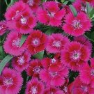 Dianthus Ideal Select Raspberry 250 seeds