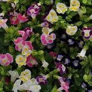 Torenia Kauai Mix 250 seeds