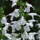 Salvia Summer Jewel White 250 seeds