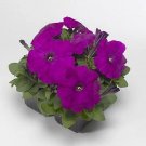 Petunia Damask Violet 500 seeds