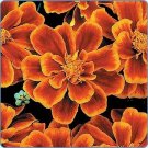 Marigold Durango Flame 1,000 seeds