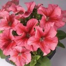 Petunia LimboGP Red Vein 500 seeds