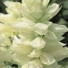 Salvia Vista White 500 seeds