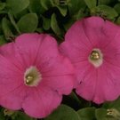 Petunia Carpet Pink 1,000 seeds