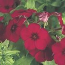 Phlox 21'st Century Crimson 100 seeds
