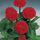 Zinnia Oklahoma Scarlet 500 seeds