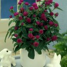 Gomphrena All Around Purple 250 seeds