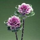 Flowering Kale Flare Rose 100 seeds