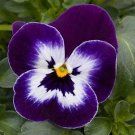 Viola Sorbet XP Purple Face 250 seeds
