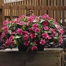 Vinca Mediterranean XP Dark Red 250 seeds