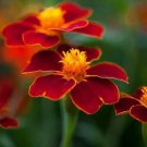Marigold Guardian Red 500 seeds