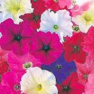 Petunia Carpet Mix 1,000 seeds