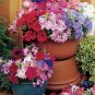 Petunia Aladdin Mix 500 seeds