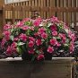 Vinca Mediterranean XP Dark Red 250 seeds