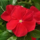 Vinca Mediterranean XP Red 250 seeds