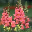 Snapdragon Rocket Pink 1,000 seeds