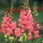 Snapdragon Rocket Pink 1,000 seeds